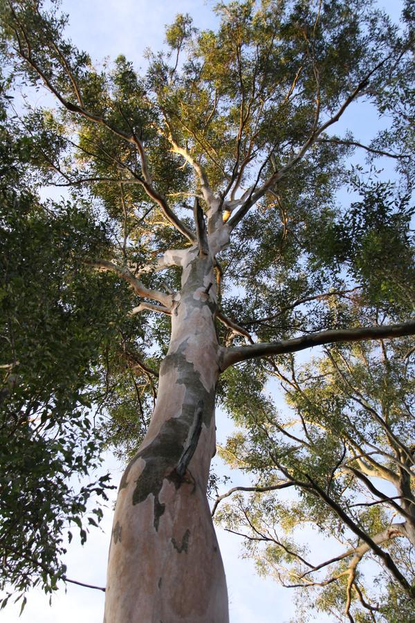 Paperbark Bed & Breakfast Μπρίσμπεϊν Εξωτερικό φωτογραφία