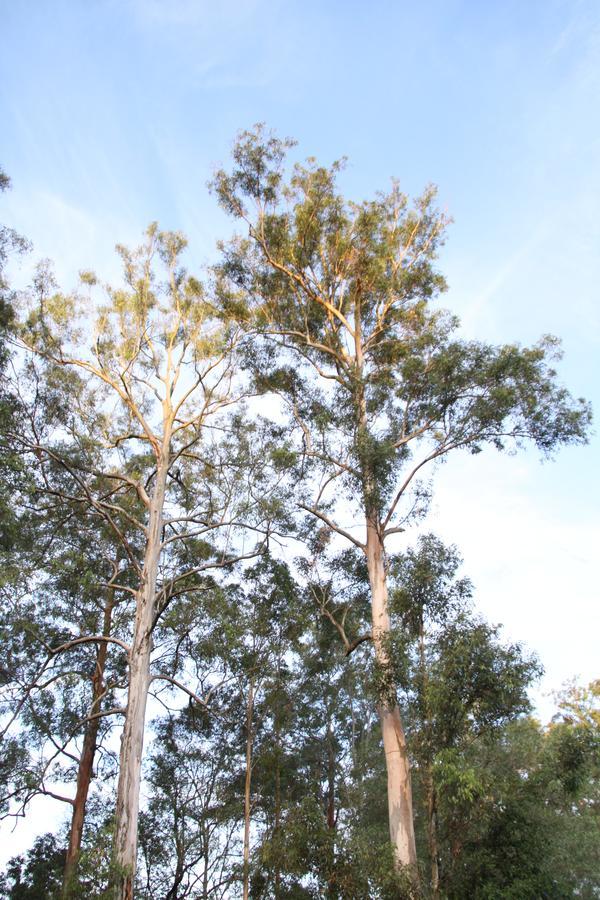 Paperbark Bed & Breakfast Μπρίσμπεϊν Εξωτερικό φωτογραφία