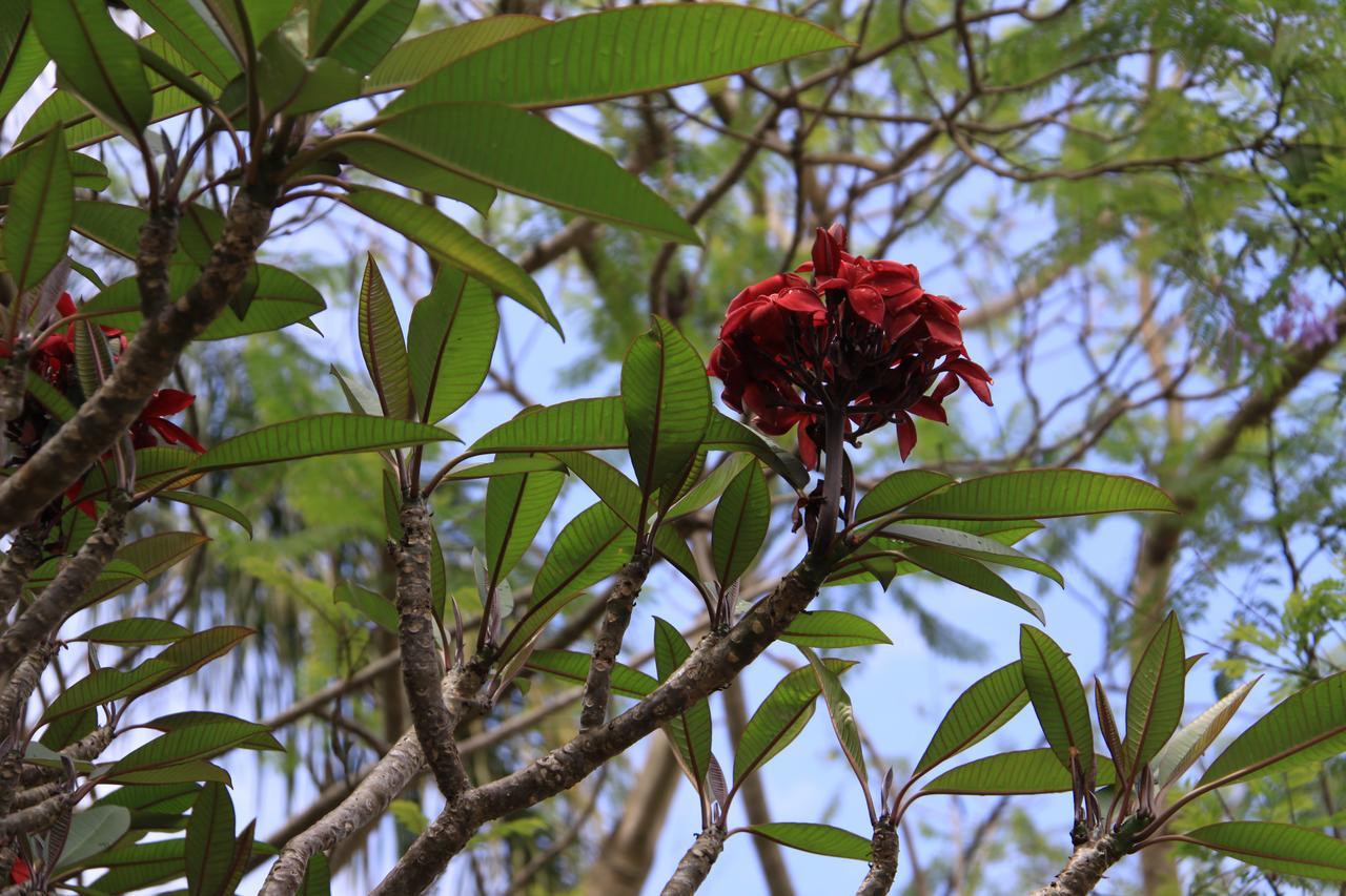 Paperbark Bed & Breakfast Μπρίσμπεϊν Εξωτερικό φωτογραφία